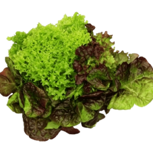 TRIO LETTUCE