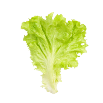 TRIO LETTUCE