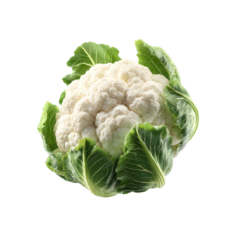 WHITE CABBAGE