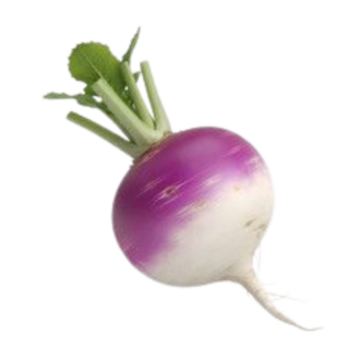 Swede