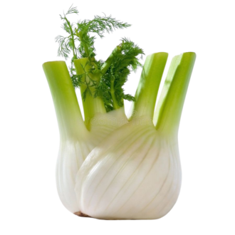 FENNEL